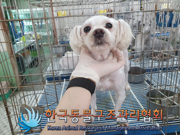 한국동물구조관리협회_411316202300329